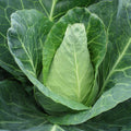  Caraflex Hybrid Cabbage