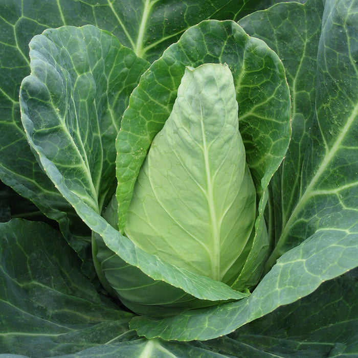  Caraflex Hybrid Cabbage