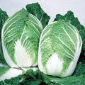  China Express Hybrid Chinese Cabbage