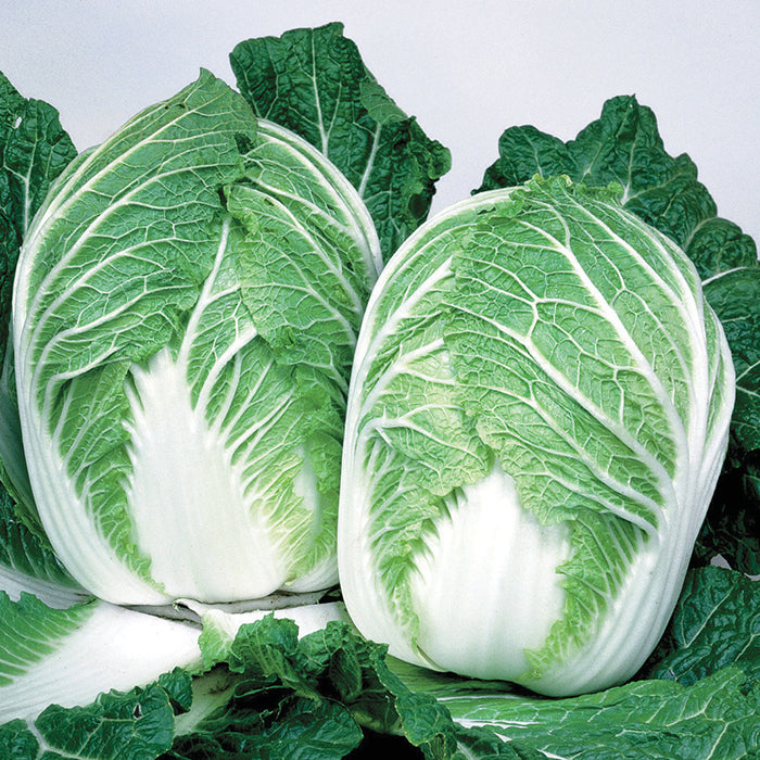  China Express Hybrid Chinese Cabbage