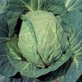  Danish Ballhead Cabbage