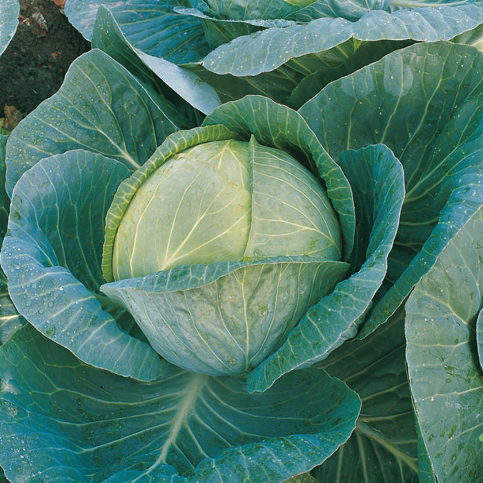  Organic Megaton Hybrid Cabbage