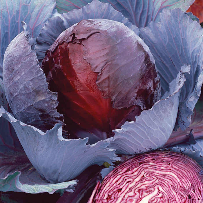  Red Express Cabbage