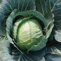 Primo Vantage Hybrid Cabbage