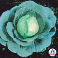  Stonehead Hybrid Cabbage