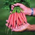  Adelaide Hybrid Carrot