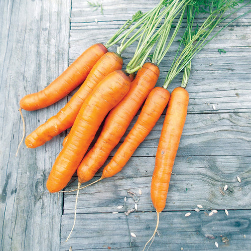  Barracuda Hybrid Carrot 