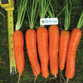  Baltimore Hybrid Carrot