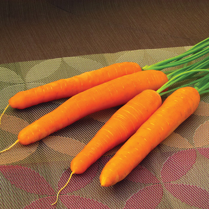  Ingot Hybrid Carrot
