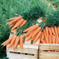  Bolero Hybrid Carrot
