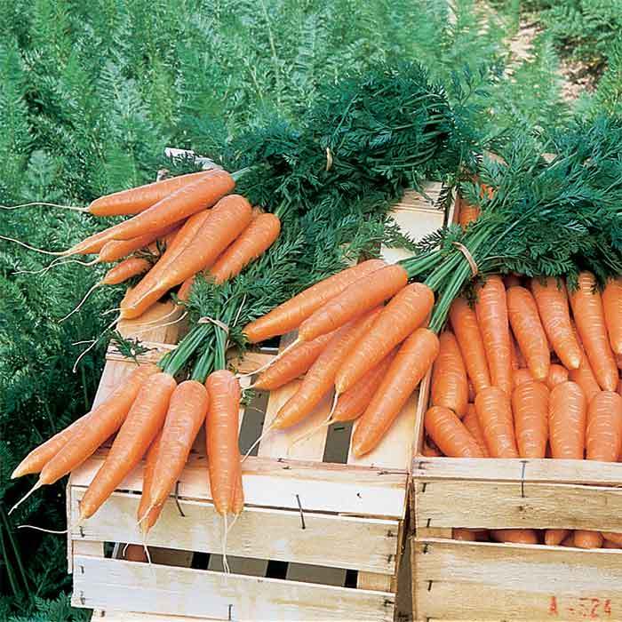  Bolero Hybrid Carrot