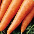  Red Cored Chantenay Carrot