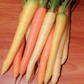  Rainbow Hybrid Carrot