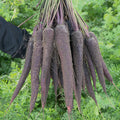  Purple Sun Hybrid Carrot