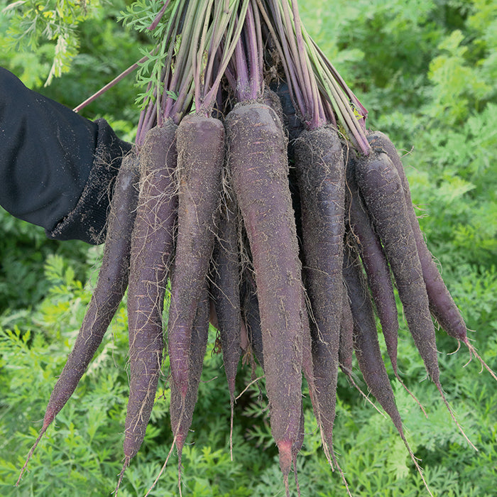  Purple Sun Hybrid Carrot