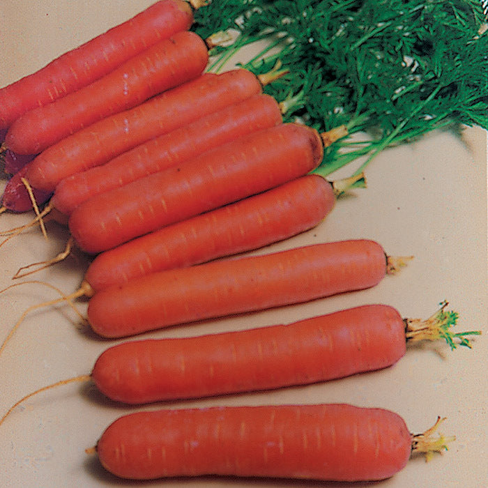  Nantes Or Coreless Carrot