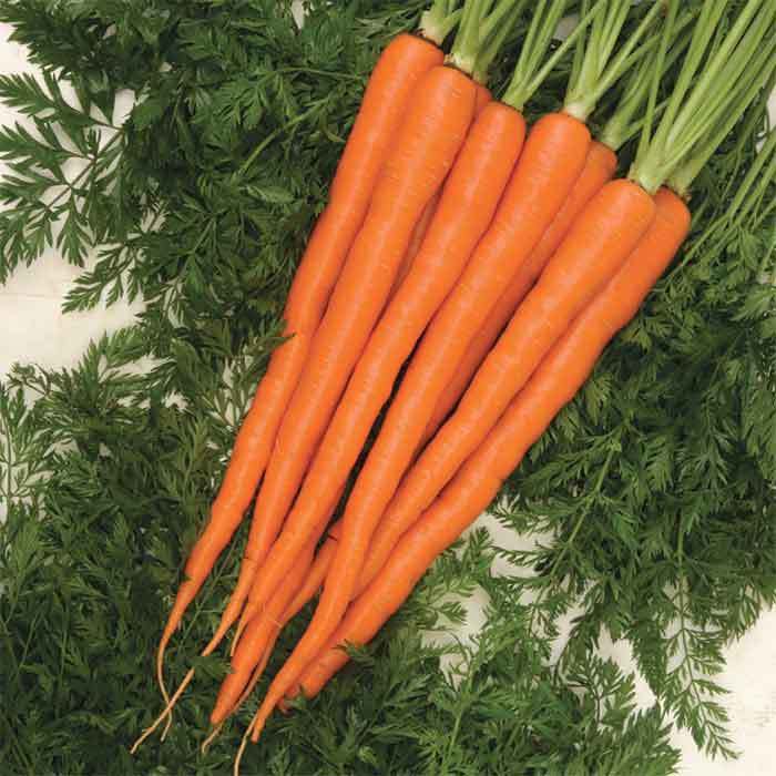  Sugarsnax 54 Hybrid Carrot
