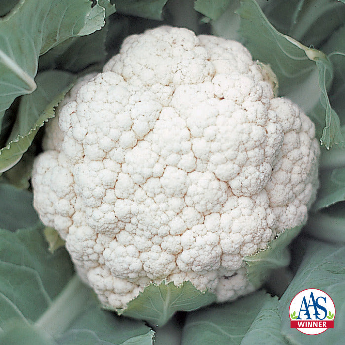  Snow Crown Hybrid Cauliflower