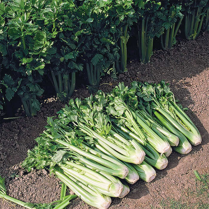  Tango Hybrid Celery