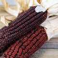  Bloody Butcher Ornamental Corn