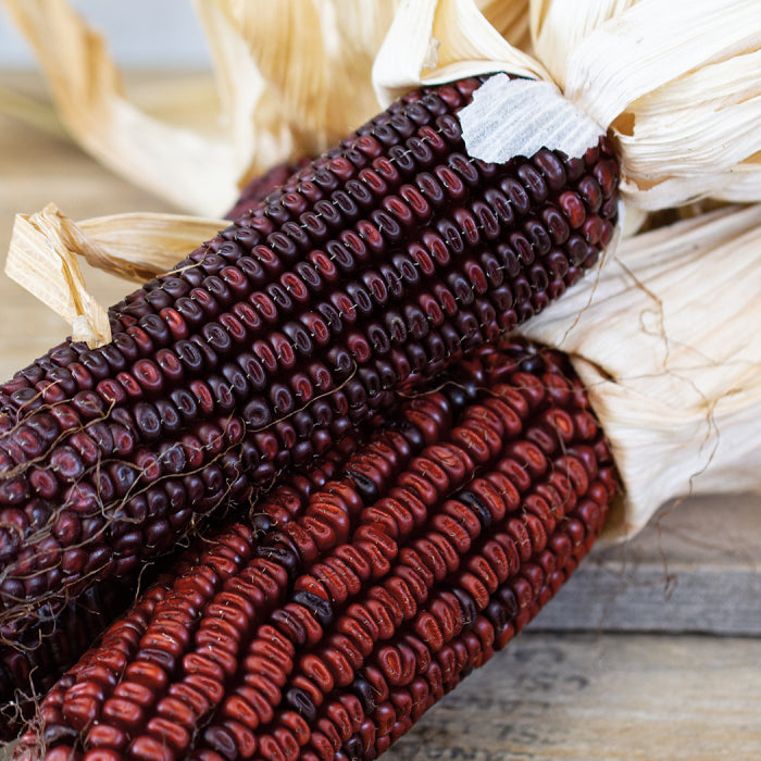  Bloody Butcher Ornamental Corn