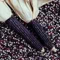  Blue Dent Ornamental Corn