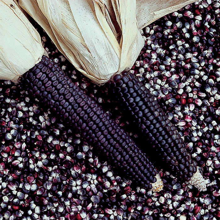  Blue Dent Ornamental Corn