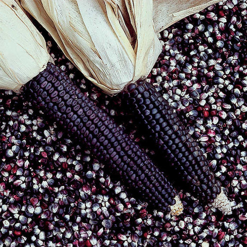  Blue Dent Ornamental Corn