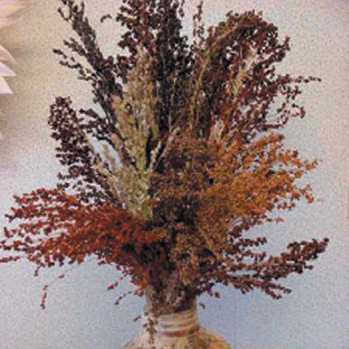  Colored Broom Ornamental Corn