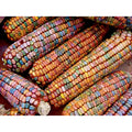  Earth Tones Ornamental Corn