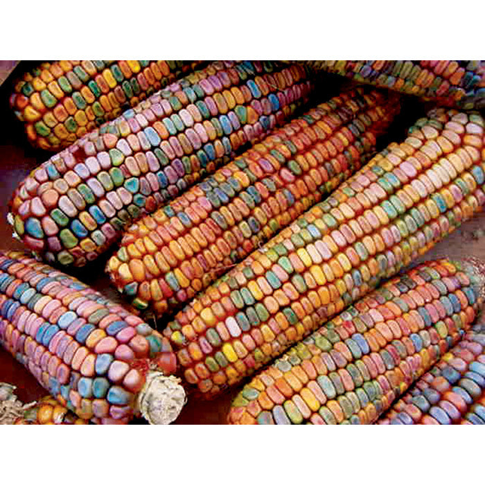  Earth Tones Ornamental Corn