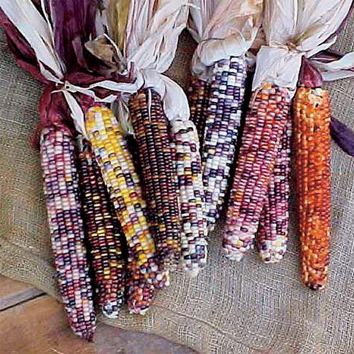  Autumn Explosion Hybrid Ornamental Corn