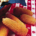  Japanese White Hulless Popcorn
