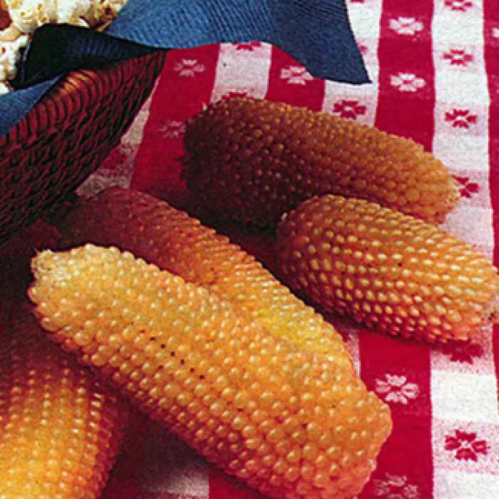  Japanese White Hulless Popcorn