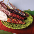  Fiesta Hybrid Ornamental Corn