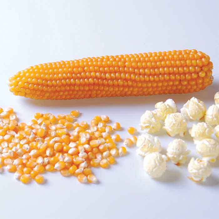  Puffy Pop Hybrid Popcorn