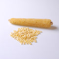  Robust White Hybrid Popcorn