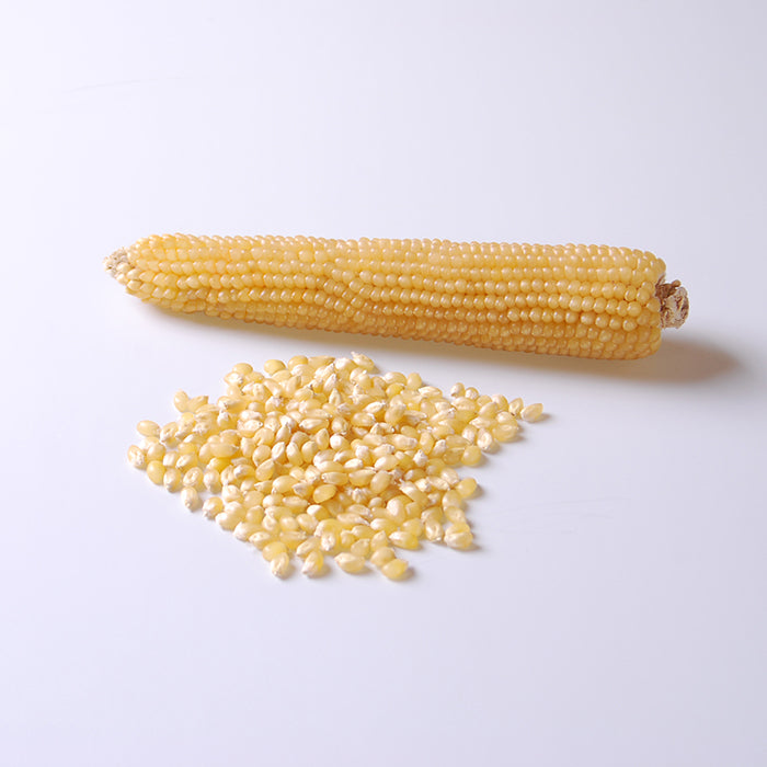  Robust White Hybrid Popcorn