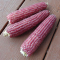  Early Pink Ornamental Popcorn