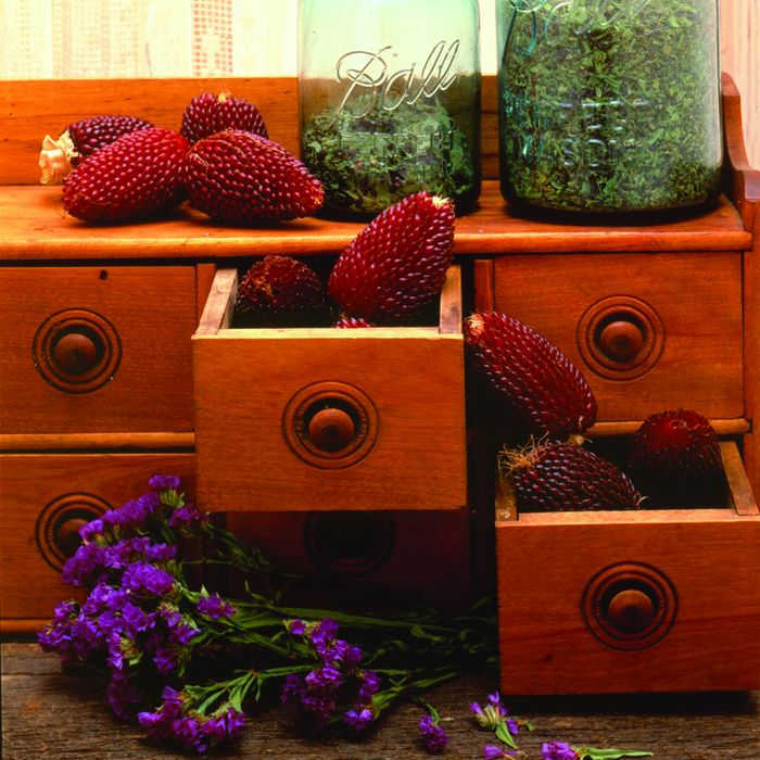  Strawberry Ornamental Popcorn
