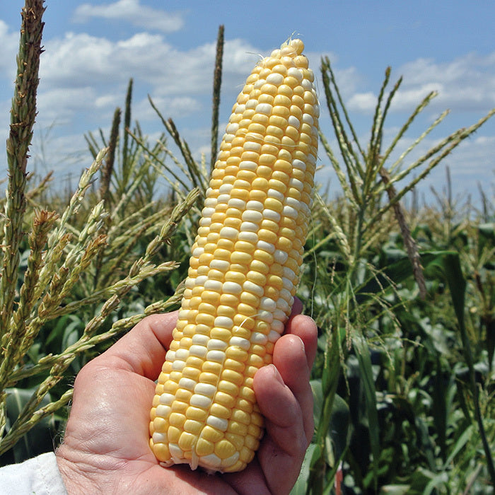  ACes Bicolor Sweet Corn