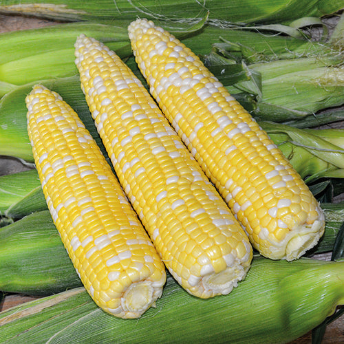  Ambrosia Bicolor Hybrid Sweet Corn