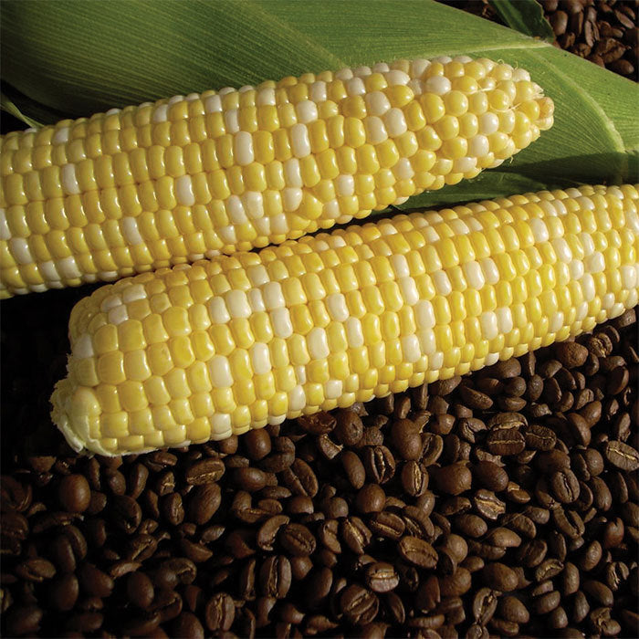 Cuppa Joe Bicolor Hybrid Sweet Corn