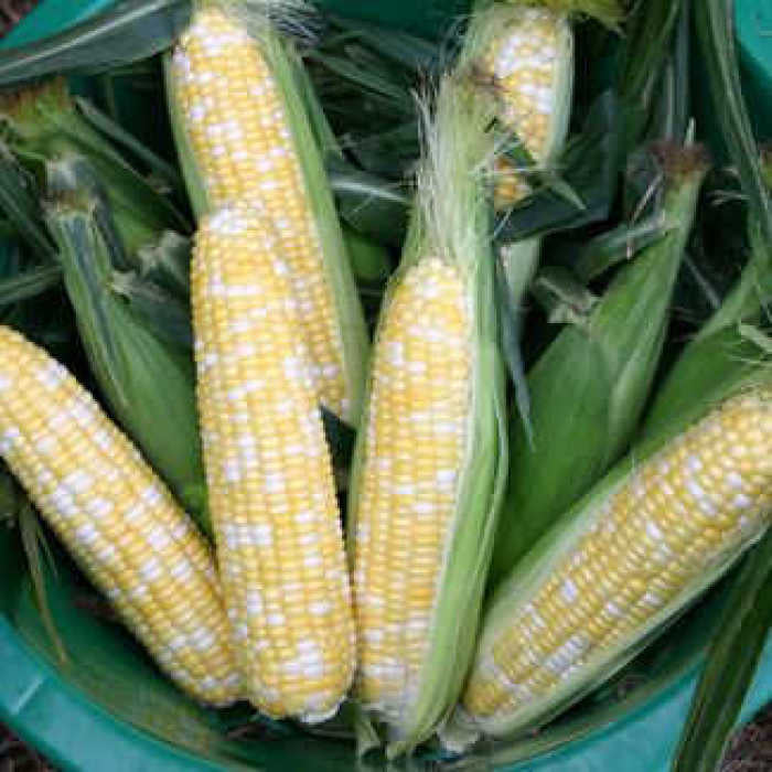  Butter And Sugar Bicolor Hybrid Sweet Corn