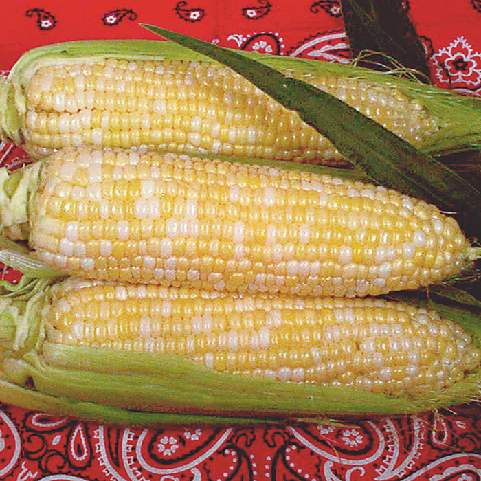  Luscious Bicolor Hybrid Sweet Corn