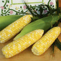  Montauk Bicolor Hybrid Sweet Corn