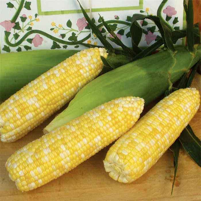 Montauk Bicolor Hybrid Sweet Corn