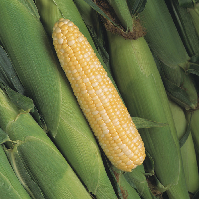  Peaches And Cream Mid EH Bicolor Sweet Corn