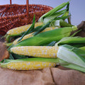  Nectar Bicolor Hybrid Sweet Corn