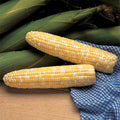  Serendipity Triplesweet&reg; Bicolor Hybrid Sweet Corn